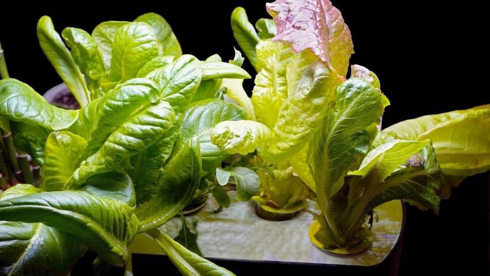 Are Hydroponic Gardens Worth It