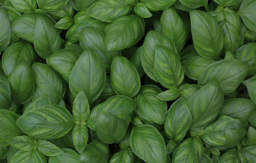 How To Keep Hydroponic Basil Alive