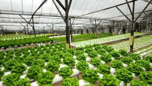 Why Is The Use Hydroponics Farming Most Likely Going To Increase In The Future?
