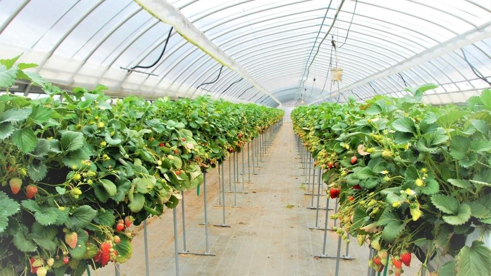What Are Hydroponic Strawberries