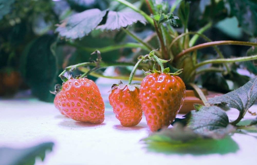 What Is Hydroponic Strawberries