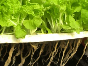 How To Make Hydroponic Garden