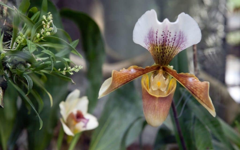hydroponic Orchid