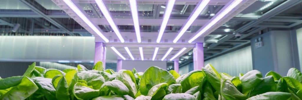 hydroponics cabbage