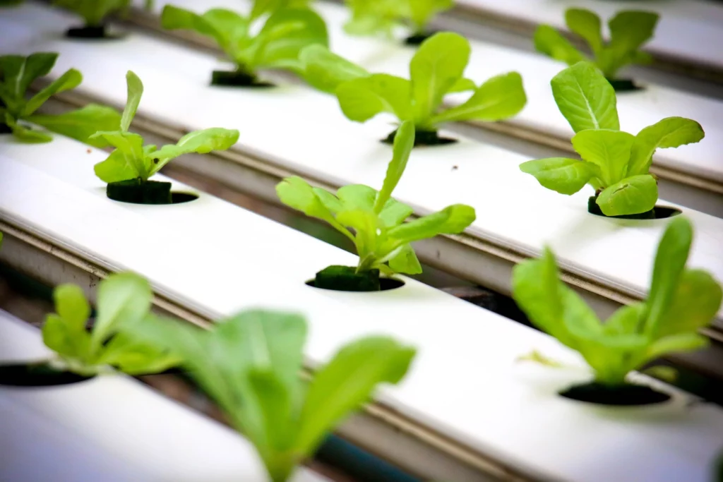 Are Hydroponic Nutrients Safe?