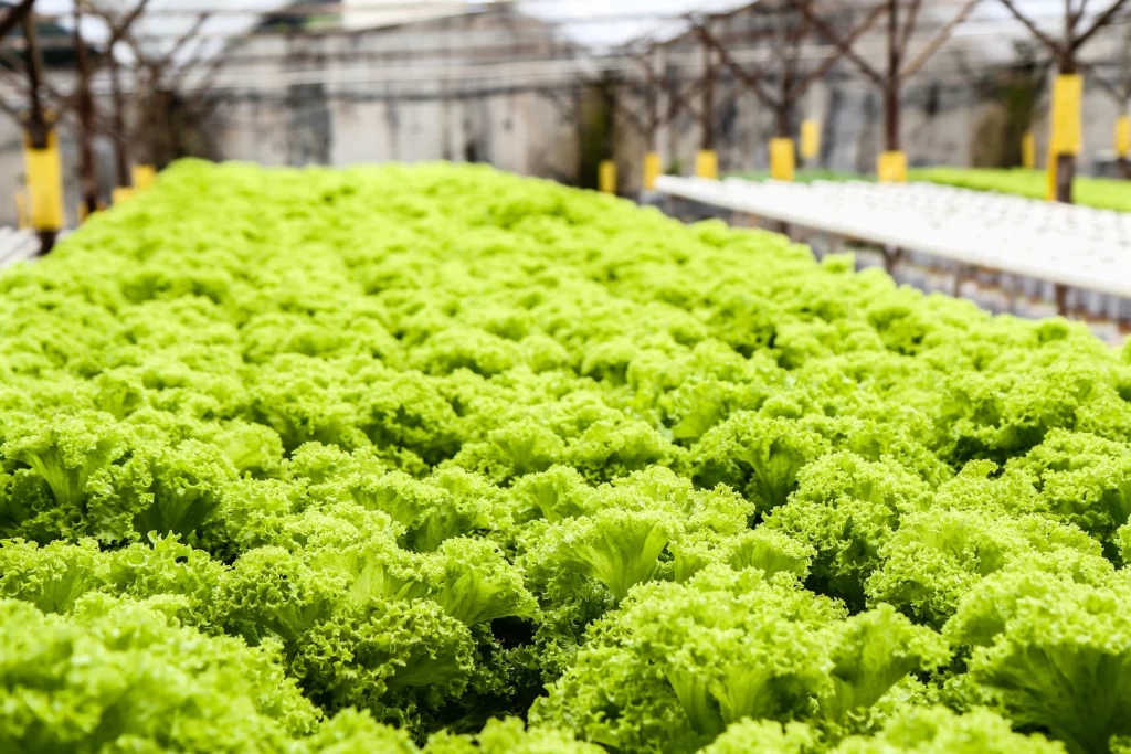 What Is Hydroponic Lettuce