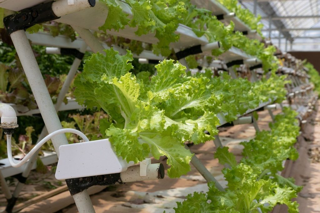 lettuce hydroponics