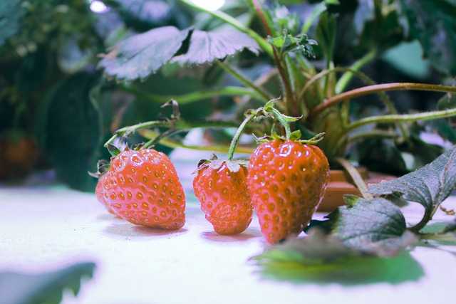 strawberry in hydroponic garden